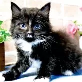 ラグドールxノルウェージャンフォレストキャット【東京都・男の子・2025年4月1日・ブラック&ホワイト】の写真1