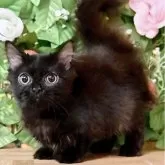 マンチカン(短足)