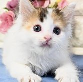 ノルウェージャンフォレストキャット
