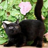 マンチカン(短足)