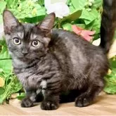 マンチカン(短足)