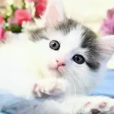 ノルウェージャンフォレストキャット
