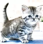 マンチカン(長足)【東京都・女の子・2025年4月7日・シルバータビー】の写真2