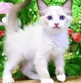 ラグドール【東京都・女の子・2025年7月6日・シールポイントバイカラー】の写真4