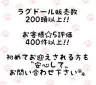 ラグドール【東京都・男の子・2025年8月8日・ブルーポイントバイカラー】の写真2