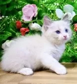 ラグドール【東京都・男の子・2025年8月5日・ブルーポイントバイカラー】の写真4