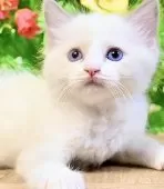 ラグドール【東京都・女の子・2025年8月8日・ブルーポイントバイカラー】の写真4