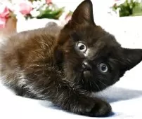 マンチカン(長足)【東京都・男の子・2025年3月24日・ブラックソリッド】の写真3