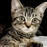 マンチカン(短足)【東京都・男の子・2025年4月20日・ブラウンマッカレルタビー】の写真3