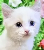 ラグドール【東京都・男の子・2025年8月8日・ブルーポイントバイカラー】の写真5