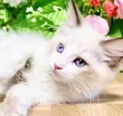 ラグドール【東京都・女の子・2025年7月3日・シールポイントバイカラー】の写真6