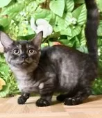 マンチカン(長足)【東京都・女の子・2025年7月28日・シルバーブラックタビー】の写真4