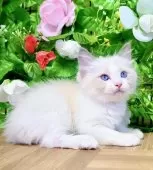 ラグドール【東京都・男の子・2025年8月5日・ブルーポイントバイカラー】の写真5