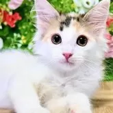 ノルウェージャンフォレストキャット【東京都・女の子・2025年5月15日・キャリコ】の写真4