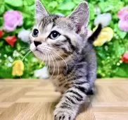 マンチカン(短足)【東京都・男の子・2025年6月27日・ブラウンマッカレルタビー】の写真7