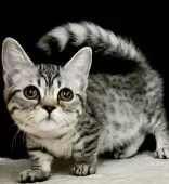 マンチカン(短足)【東京都・女の子・2025年4月23日・シルバーマッカレルタビー】の写真5