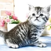 マンチカン(長足)【東京都・女の子・2025年4月7日・シルバータビー】の写真5