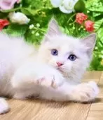 ラグドール【東京都・男の子・2025年8月5日・ブルーポイントバイカラー】の写真6