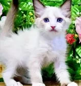 ラグドール【東京都・女の子・2025年7月6日・シールポイントバイカラー】の写真8