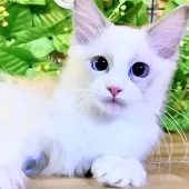 ラグドール【東京都・男の子・2025年8月8日・ブルーポイントバイカラー】の写真4