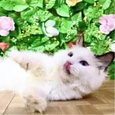 ラグドール【東京都・女の子・2025年7月6日・シールポイントバイカラー】の写真7