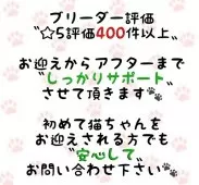 マンチカン(長足)【東京都・男の子・2025年3月19日・ブラックスモークタビー】の写真7