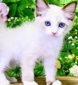 ラグドール【東京都・女の子・2025年7月6日・シールポイントバイカラー】の写真9