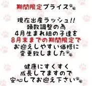 ラグドール【東京都・女の子・2025年4月13日・シールポイントバイカラー】の写真3