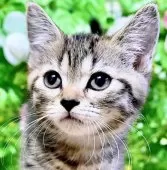 マンチカン(短足)【東京都・男の子・2025年6月27日・ブラウンマッカレルタビー】の写真10