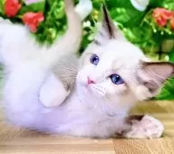 ラグドール【東京都・女の子・2025年7月6日・シールポイントバイカラー】の写真10