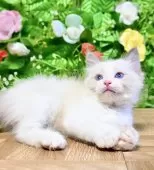 ラグドール【東京都・男の子・2025年8月5日・ブルーポイントバイカラー】の写真9