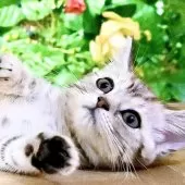 マンチカン(長足)【東京都・男の子・2025年10月2日・シルバーマッカレルタビー】の写真8