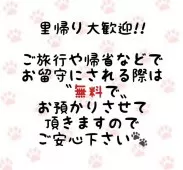 ノルウェージャンフォレストキャット【東京都・女の子・2025年5月15日・ブルータビー&ホワイト】の写真9