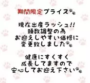 ラグドール【東京都・女の子・2025年7月3日・シールポイントバイカラー】の写真3