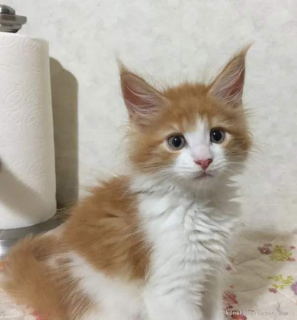 ID：1709-00370の子猫