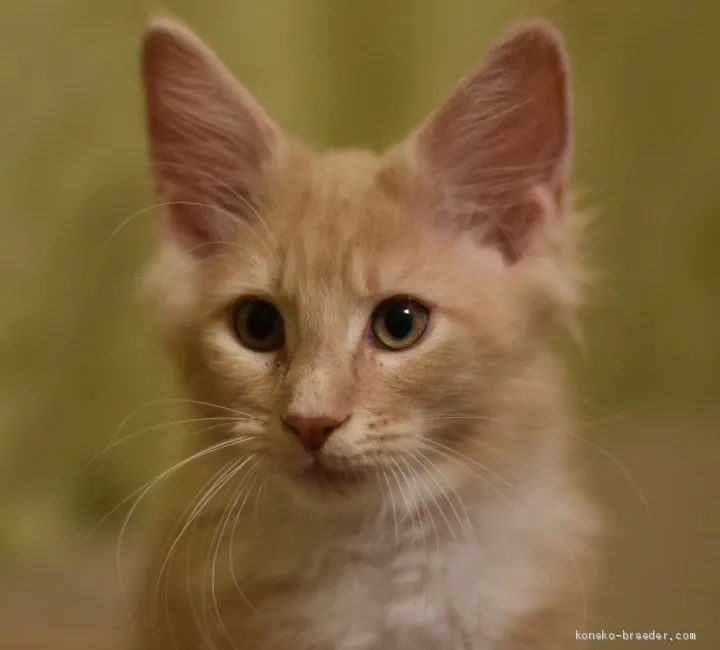 ID:2005-01563の子猫