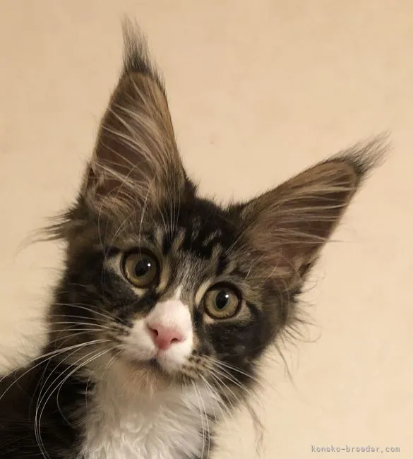 ID:2203-00932の子猫