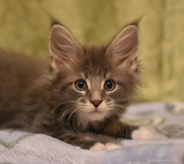 ID:2005-01565の子猫