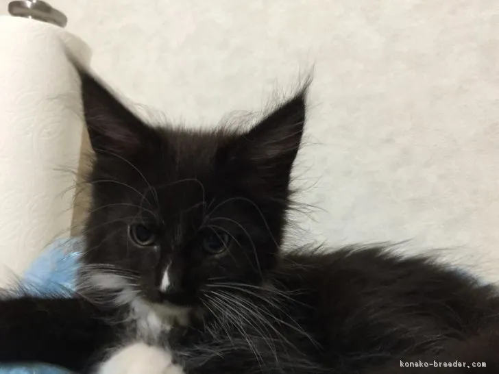 ID:1709-00367の子猫