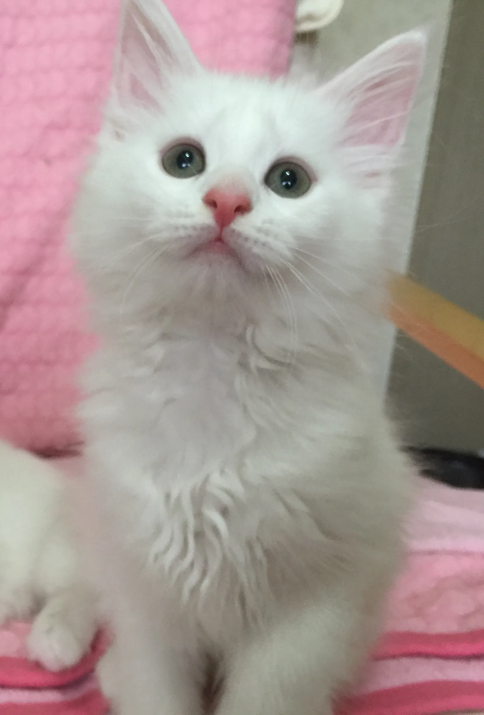 ID:1605-00459の子猫