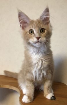 メインクーン【千葉県・男の子・2018年12月19日・クリームタビー&ホワイト】の写真「明るく元気な男の子！ライオンキングのシンバ似⁈」