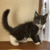 メインクーン【千葉県・女の子・2023年4月8日・ブルーソリッド&ホワイト】の写真1「6／21撮影バッチリカメラ目線」