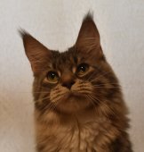 メインクーン【・女の子・2023年7月17日・ブルーシルバーパッチドタビーアンドホワイト】