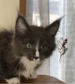 メインクーン【千葉県・女の子・2023年4月8日・ブルーソリッド&ホワイト】の写真3「6／21撮影おもちゃに集中♪」