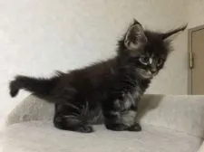 メインクーン【千葉県・男の子・2017年8月8日・ブラウンクラシックタビー】の写真4「9/18撮影」