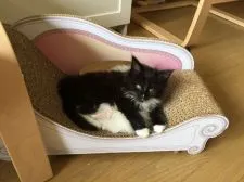 メインクーン【千葉県・女の子・2015年3月19日・ブラック & ホワイト】の写真4「生後50日」