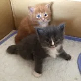 メインクーン【千葉県・女の子・2023年4月8日・ブルーソリッド&ホワイト】の写真5「5／3撮影同胎の男の子と一緒」