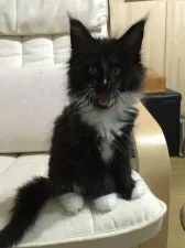 メインクーン【千葉県・女の子・2015年3月19日・ブラック & ホワイト】の写真5「生後60日」