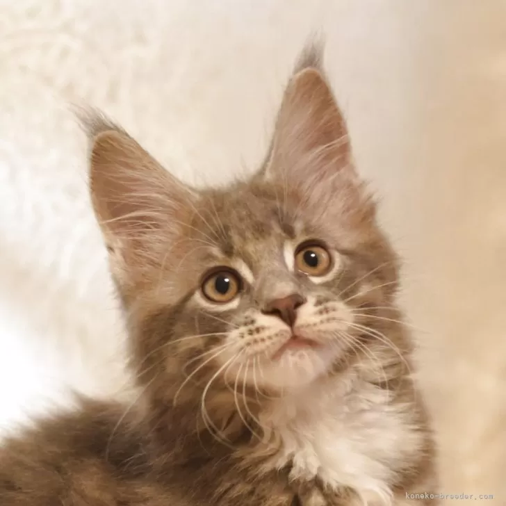 ID：2505-01788の子猫