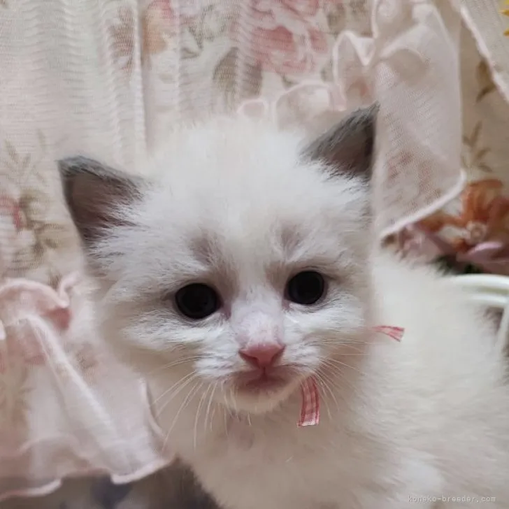 ID：2303-01740の子猫